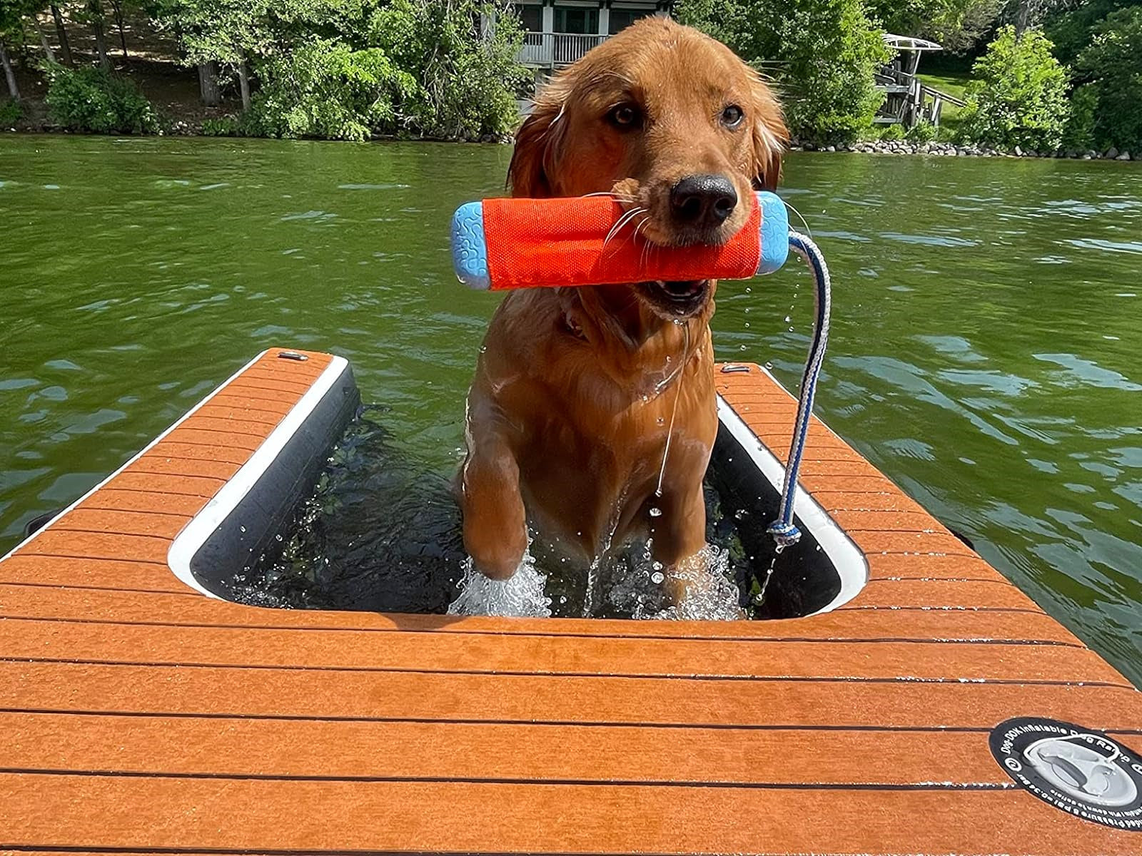  Pool Ladder Climbing Platform Water Dogs Play Inflatable Pup Plank BARRYDR03